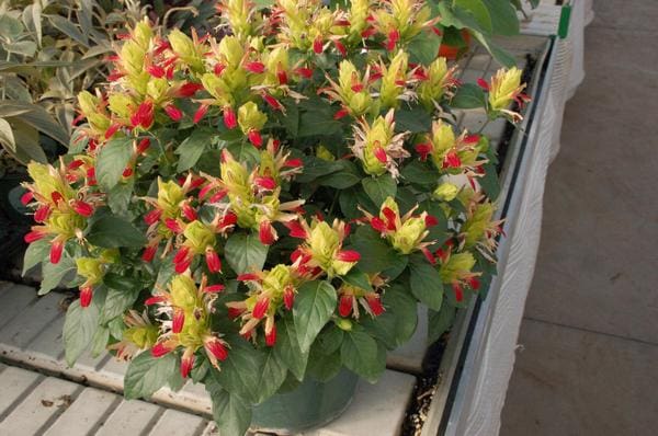 Justicia spp. Fruit Cocktail - Peace Tree Farm