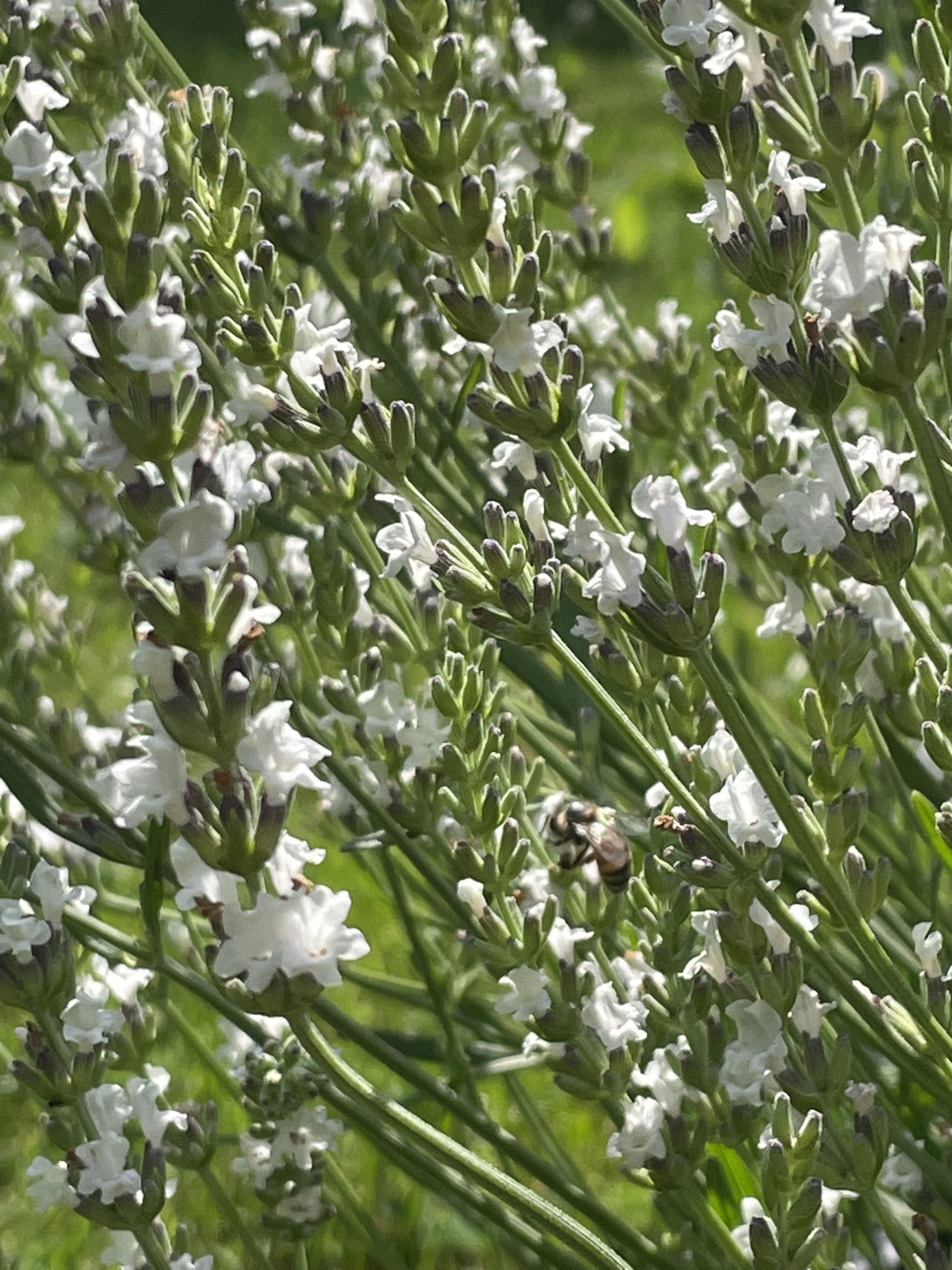 Lavandula x intermedia Edelweiss Peace Tree Farm