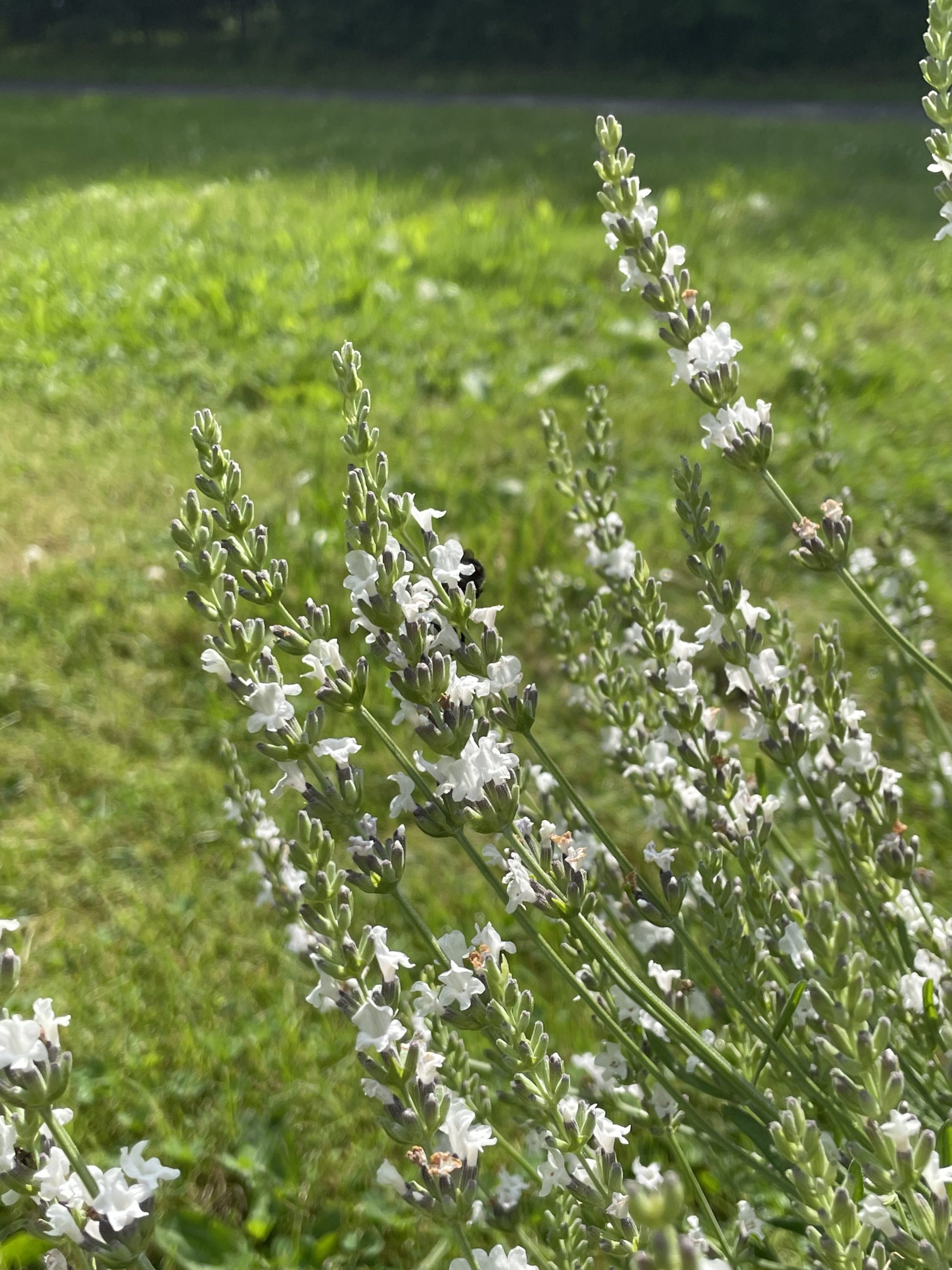 Lavandula x intermedia Edelweiss Peace Tree Farm