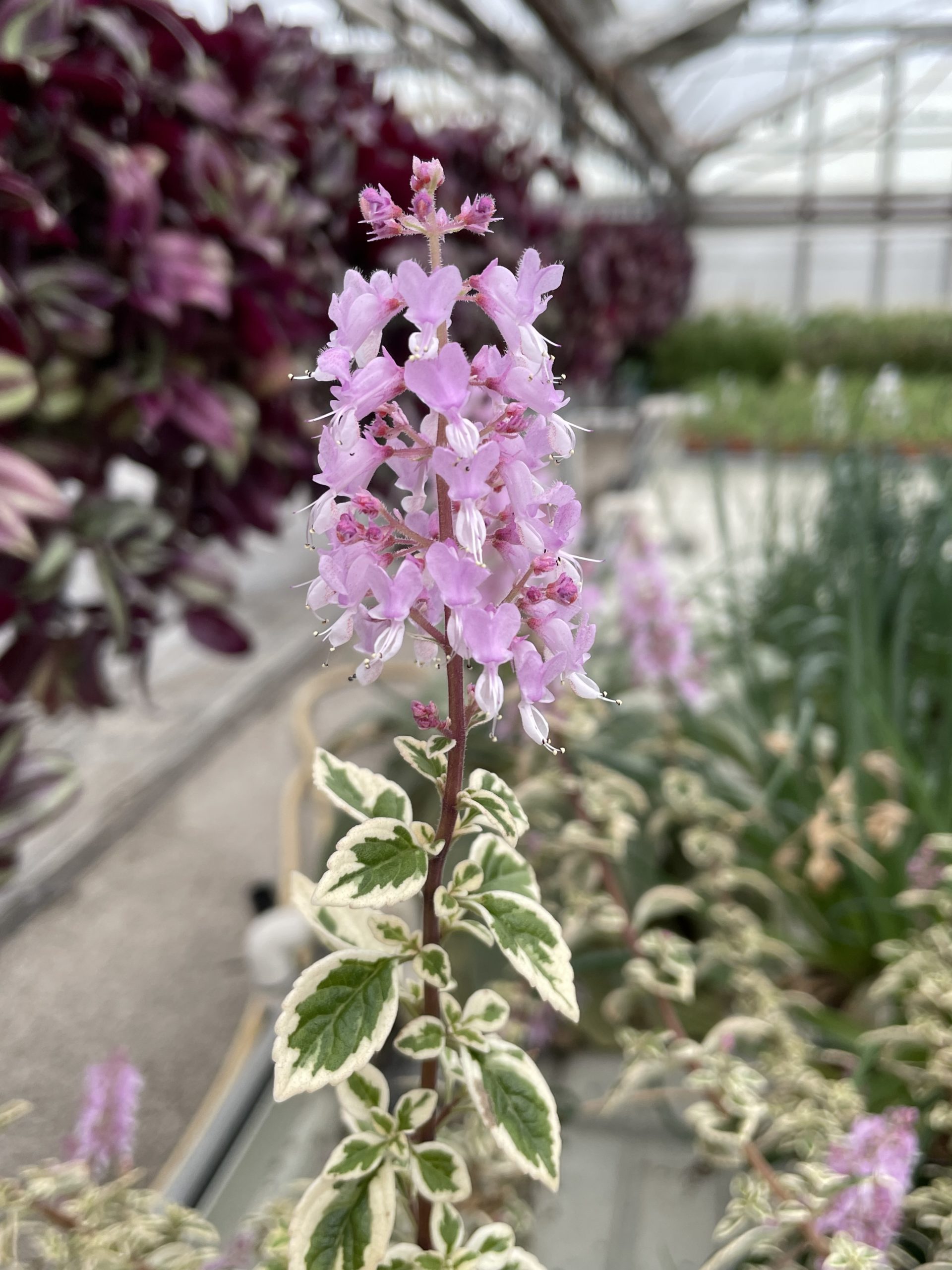 Hemizygia 'Candy Kisses' Peace Tree Farm