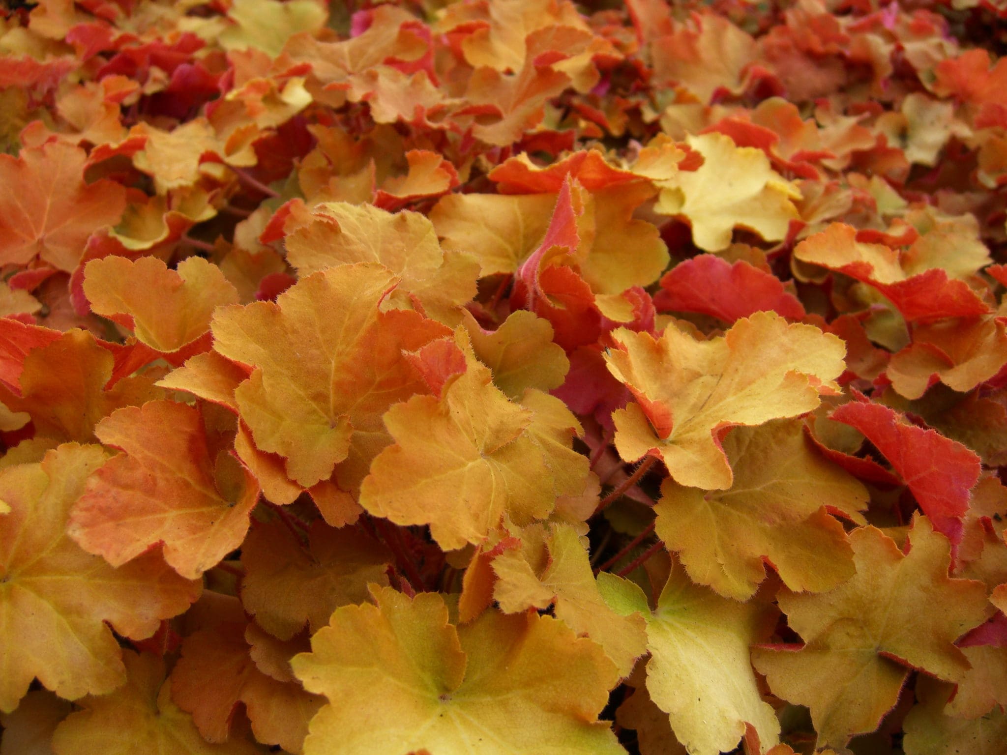 New Heuchera & Heucherella