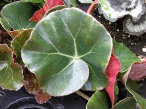 Begonia Basics