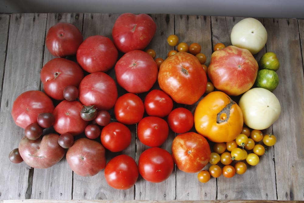 How to Start an Organic Vegetable Garden – The Beginner Edition