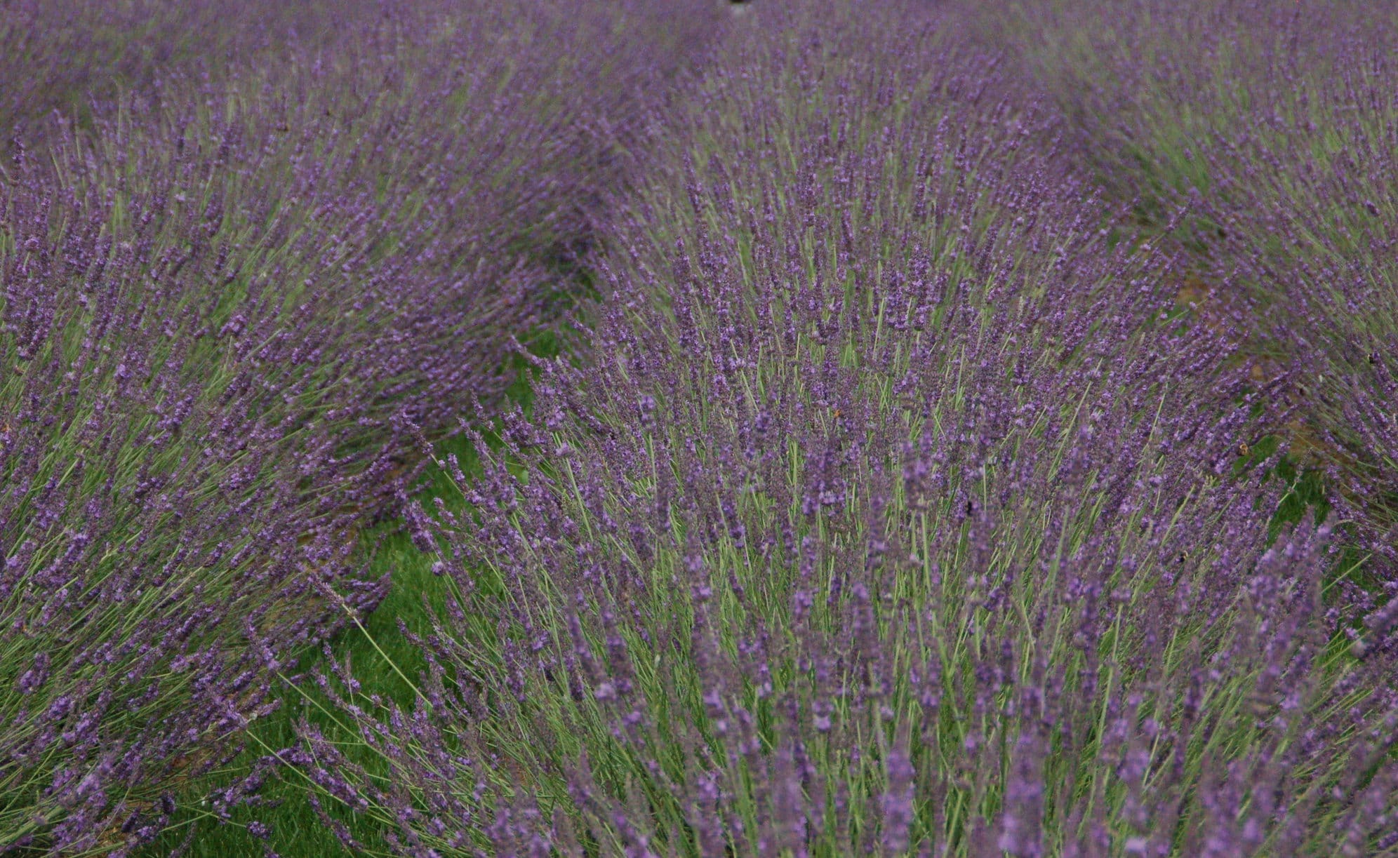 Lavender Phenomenal
