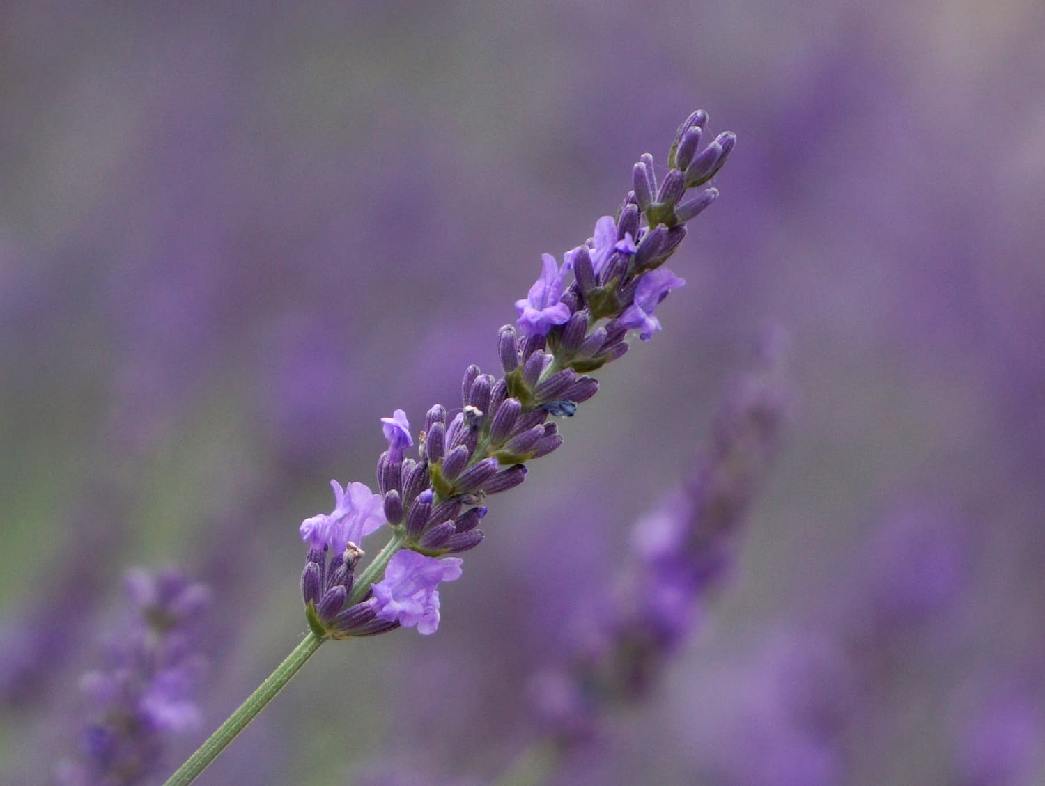 2020 is the Year of the Lavender – How Phenomenal!