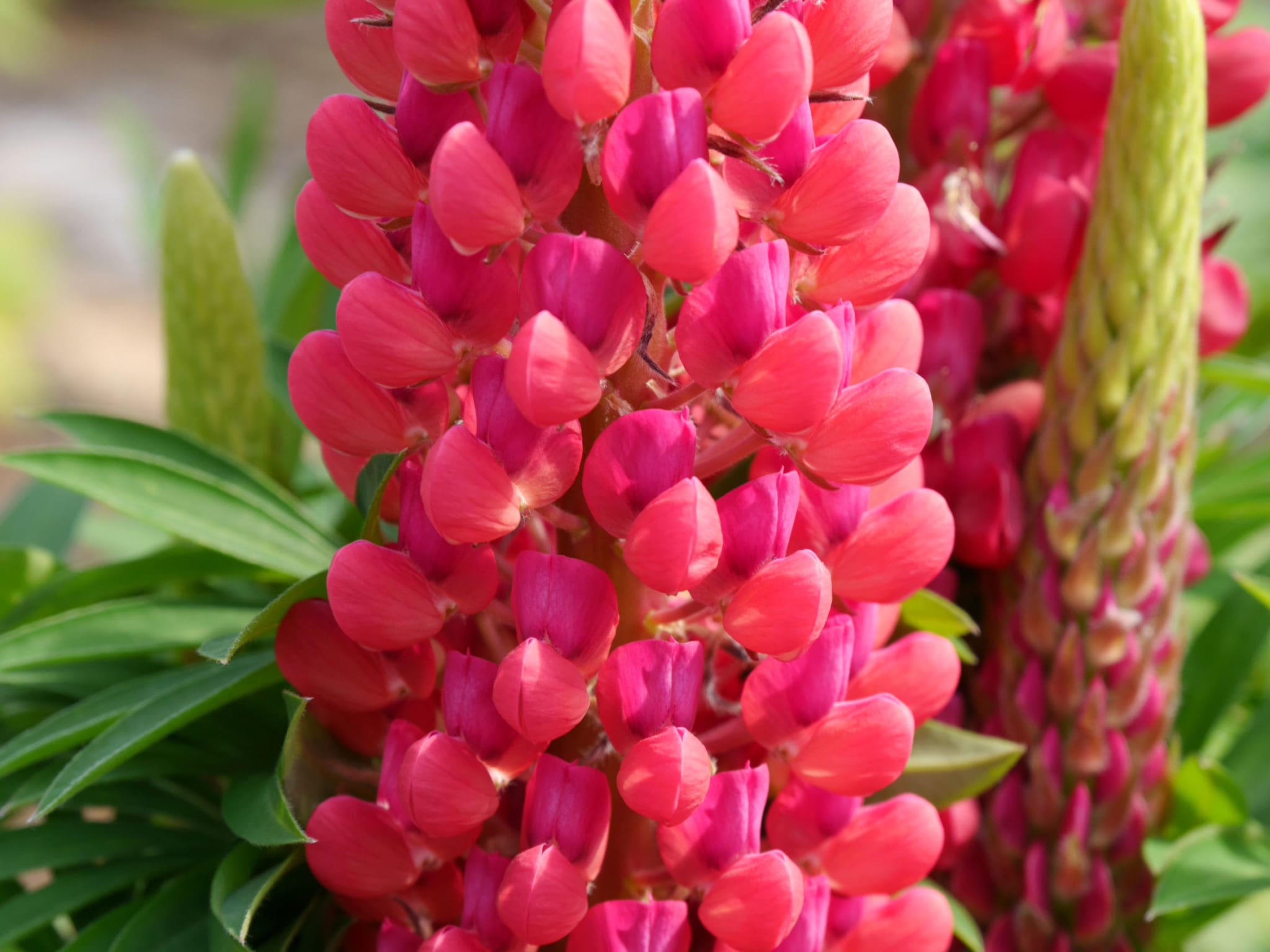 Be The Lupine Lady of Spring