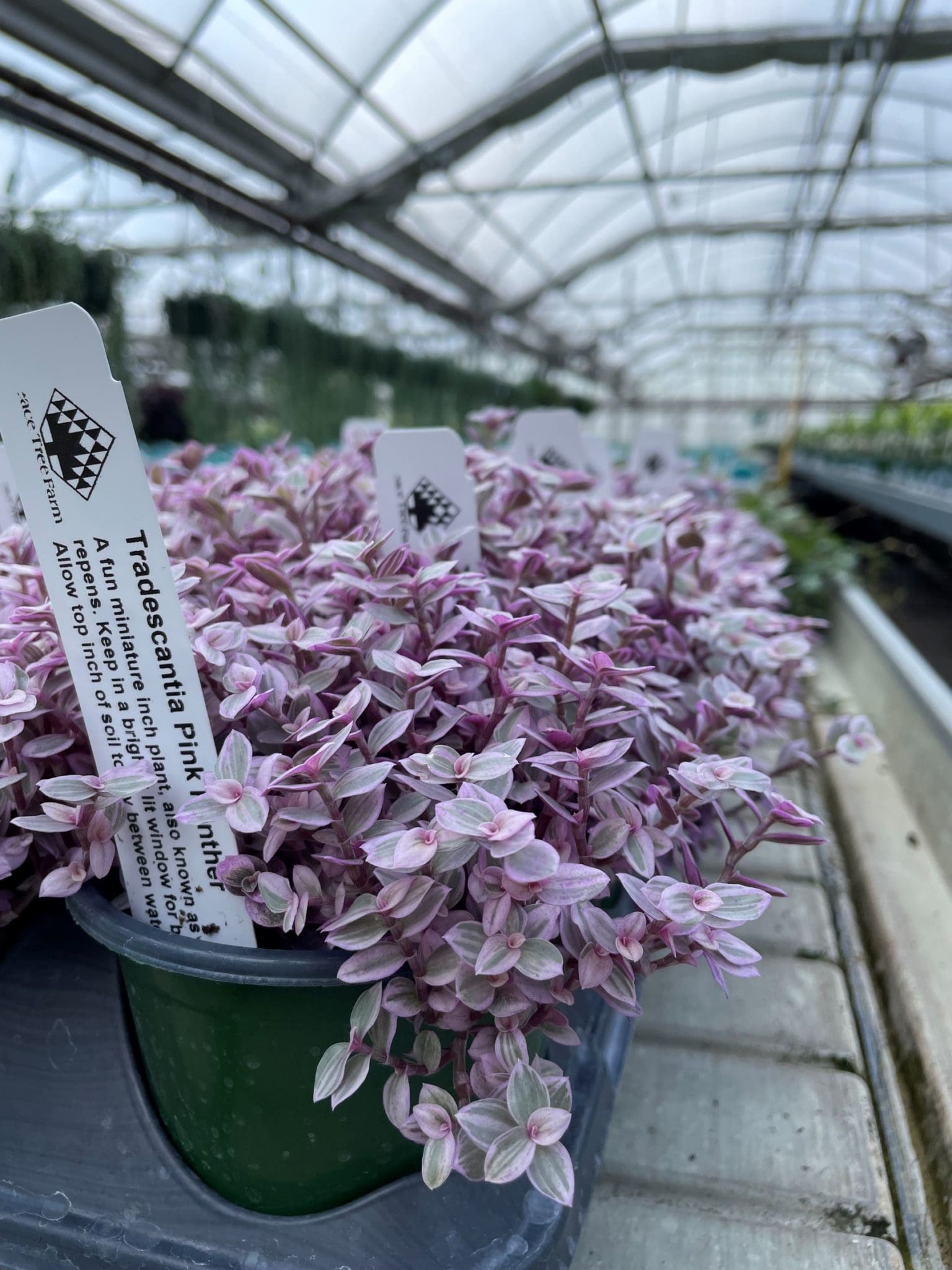 Callisia repens 'Pink Panther' (aka Tradescantia Pink Panther) - Peace Tree  Farm