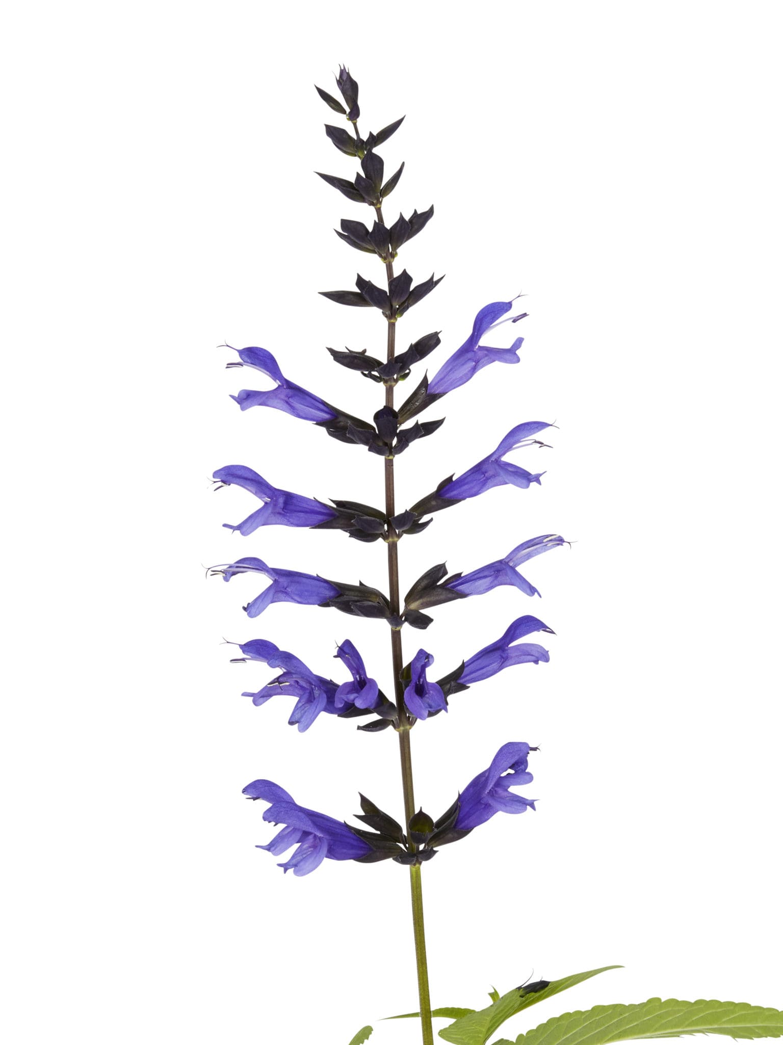 Salvia Salgoon™ Series 'Lake Baikal' - Peace Tree Farm