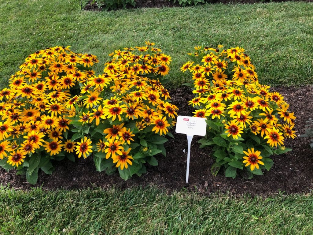 Rudbeckia Minibeckia™ 'Flame' Peace Tree Farm