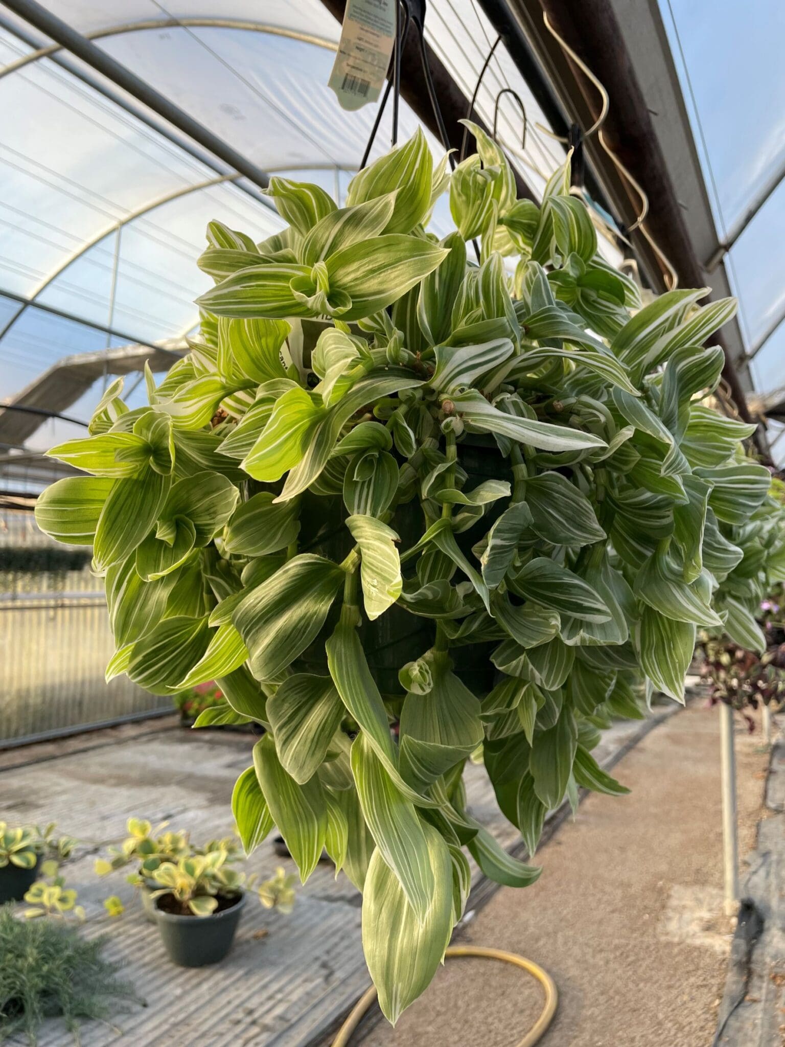 Tradescantia 'Pistachio' Peace Tree Farm