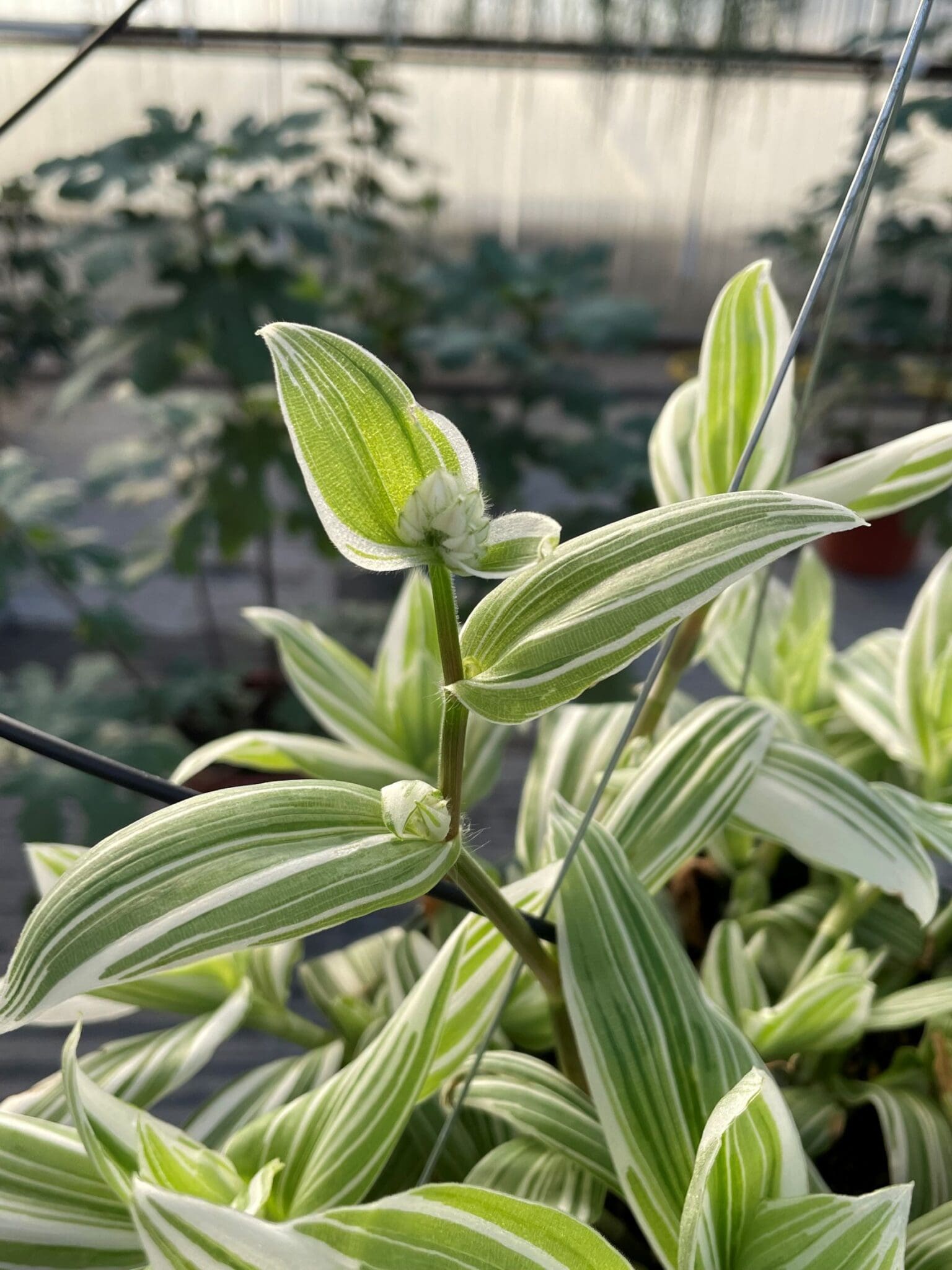 Tradescantia 'Pistachio' Peace Tree Farm