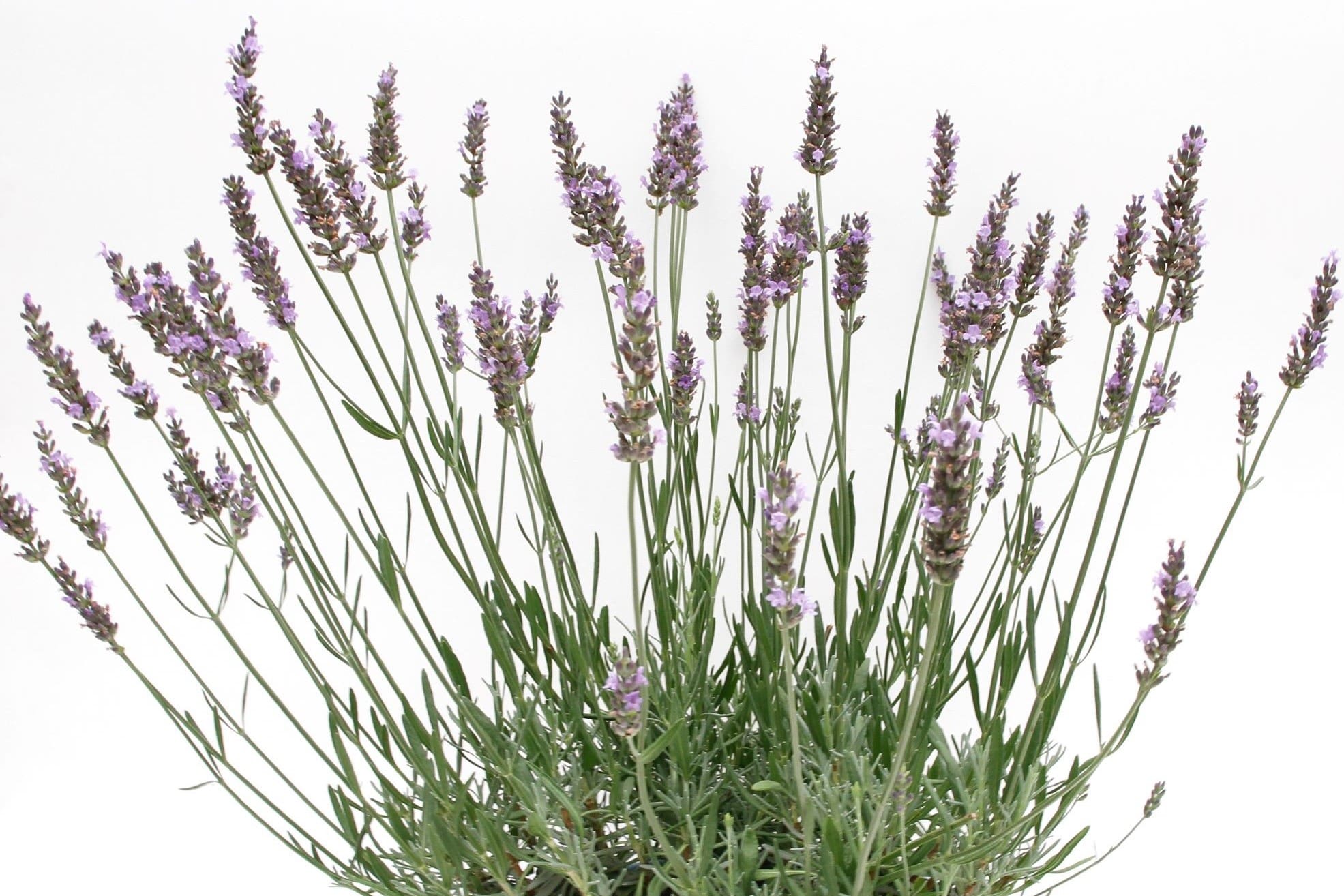 <strong></noscript>Lavender Sensational!® is Sensational!</strong>