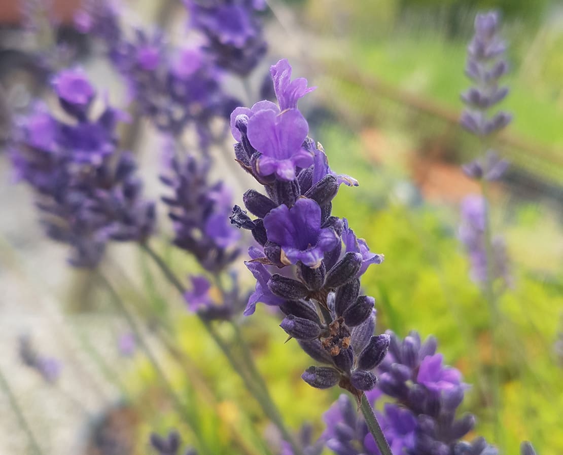 Lavender Asa Blue - Lavandula x intermedia - Peace Tree Farm Lavender Asa  Blue