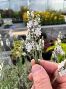 Lavandula x intermedia Inspirational!™