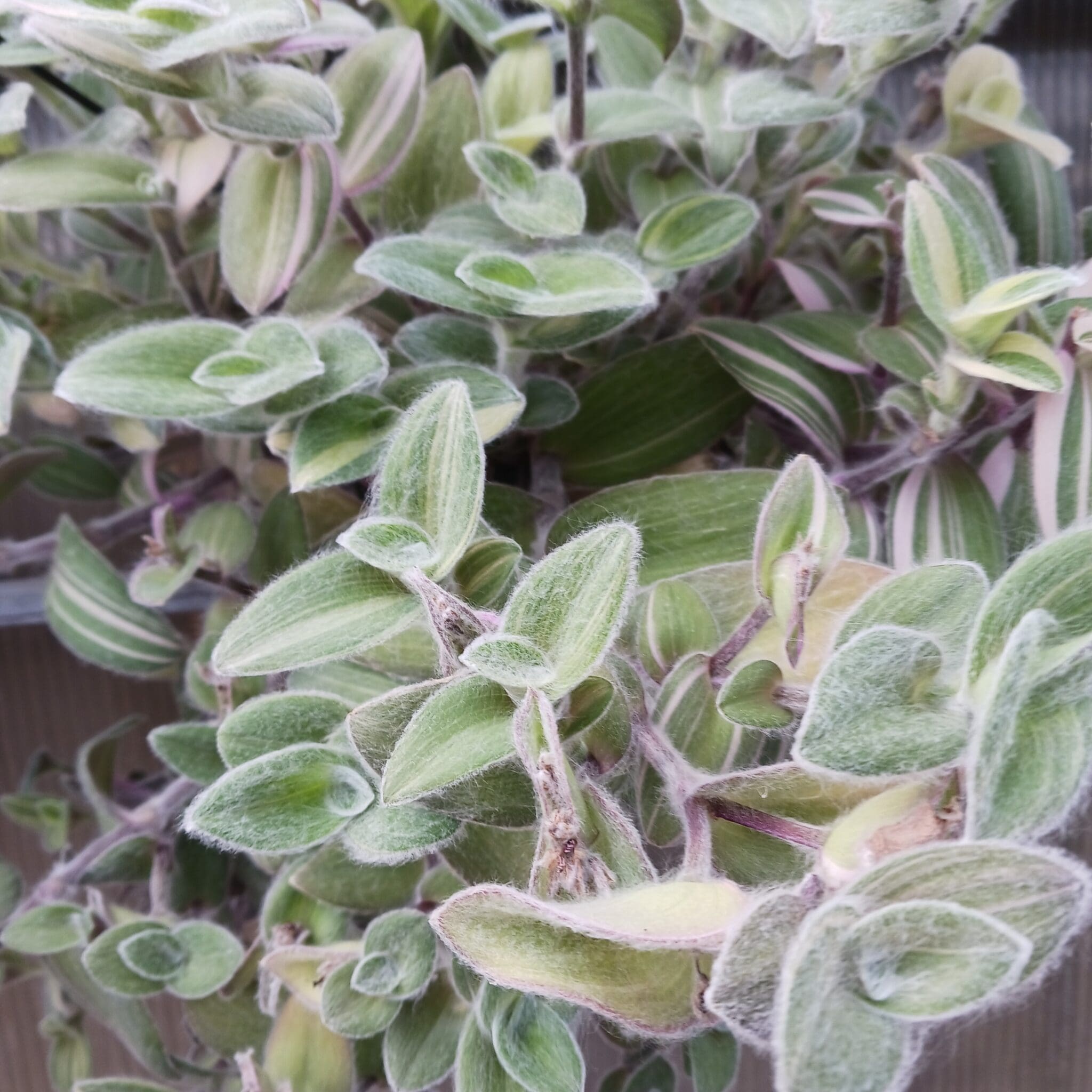 thyme herb plant #1 Thymus citriodorus/ Lemon Thyme main image 0